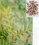 Zanthoxylum bungeanum 